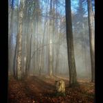 mlha stokrát jinak 009