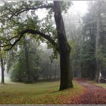 Mlha v zámeckém parku II