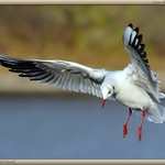 Racek přezimující na Vltavě