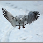 ... racek - po třetí