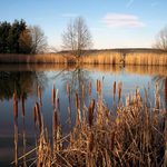 Rybník \"čouzák\"