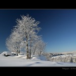 Stromy do cukrové vaty oděné