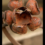 když květy zreznou....