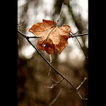  - chaising colours -