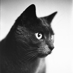 Bruní oko