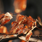 buk lesní • Fagus sylvatica