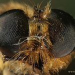 ono se  řekne  ostři to na oko ale které