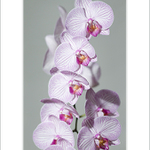 Orchidej