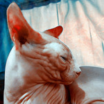 Koček je stálý nedostatek