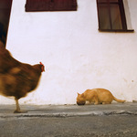 neubližujte kočkám, foťte je