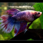 Betta splendens - bojovnice pestrá