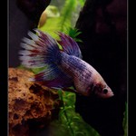 Betta splendens - bojovnice pestrá