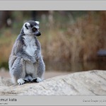 Lemur