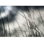 ...trávnička zimní...