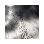 ...trávnička zimní II. ...