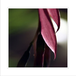 růžové přísliby