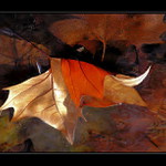 V ľadovom objatí III