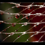 Zamřížkovaná III.