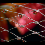 Zamřížkovaná IV.