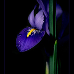 Žlutý jazýček II.