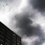 ..a v zimě přílétá do našich luhů a hájů různé ptactvo