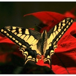 vánoční motýl II.