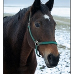 nejkrásnější zvířátko