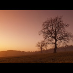 ...hlídači louky...