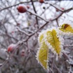 Zima byla, mam dukaz