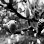 Ze života rostlin II.