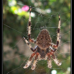 Budu dál trpělivě čekat