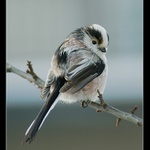 Mlynařík středoevropský