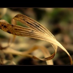 Fragile