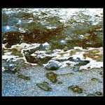 ...ledové království...