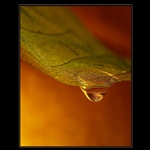 ...len jedna kvapka...