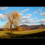 -osamělá-ve větru zmítaná-