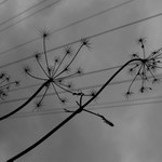 10tistrunné blues pro bolševník velkolepý