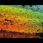 Chrisiridia ripheus - motýl