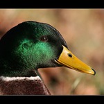 Mr.Duck