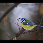 Sýkora modřinka II.