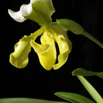 Paphiopedilum