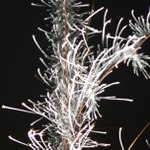 Půlnoční časostroj