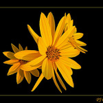 vzpomínka na léto 2