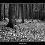 ...Into The Forest...