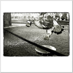 Jak se sprchují holubi