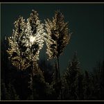 Prosvícená travina