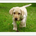 Bella s mouchou na ocásku