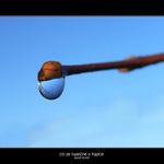 co se nalezne v kapce