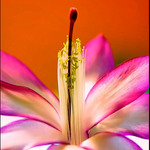 flower....