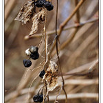 ...Čo zostalo z leta...